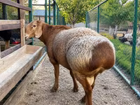 Ram, Arashan sheep — photo 1