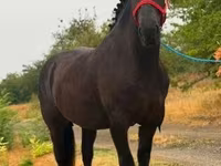 Égua, Cavalos — foto 2