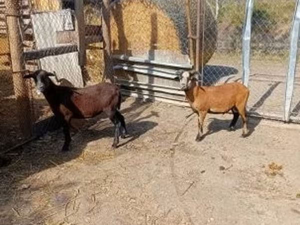 Baran, Cameroon sheep — Węgry