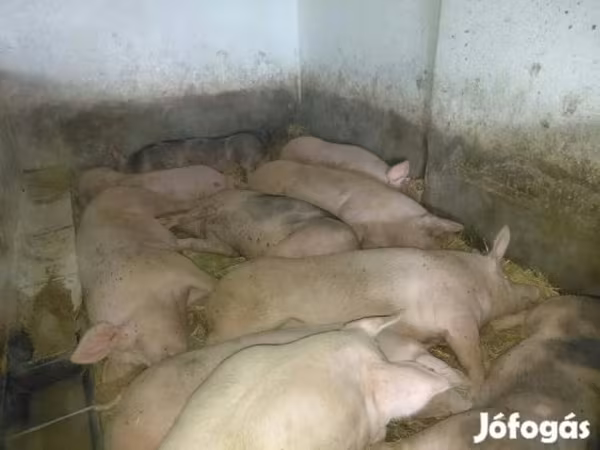 Svinje (partija, pol nije naveden), Свиње