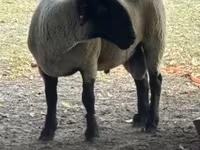 Ram, White Suffolk sheep — photo 2