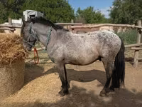 雄馬, Appaloosa — 写真 3