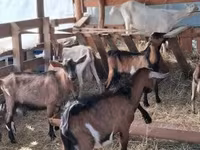 Billy Goat, Goats — photo 5