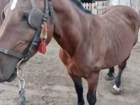Yegua, Caballos — foto 2