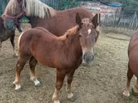 雄馬, Hungarian horse breed — 写真 4