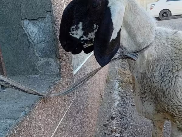 Баран, Arashan sheep