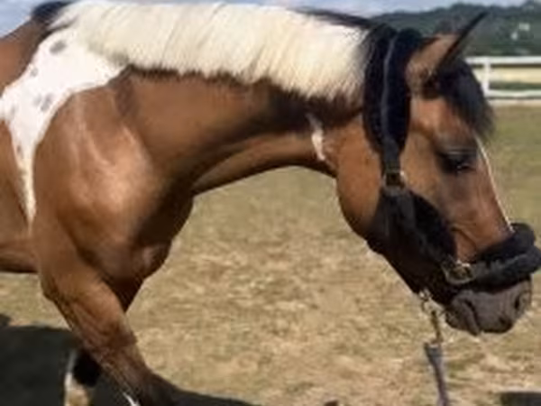 Cavalo, Cavalos