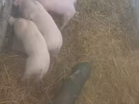 母猪, Pigs — 照片 2