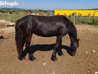فرس, Friesian — الصورة 2