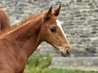 Pastuv, Anglo-Arabian — fotografija 1