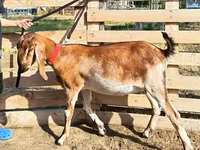 Коза, Nubian Goat — фото 4