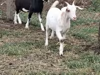 Ziegenbock, Nubian Goat — Foto 3