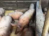 母猪, Pigs — 照片 7