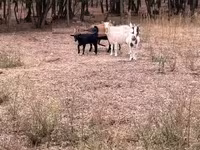 母山羊, Goats — 照片 2