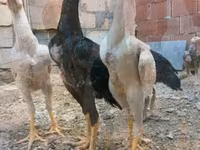 Chickens — fotografija 7