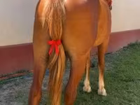 Égua, Friesian — foto 4