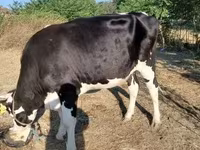 母牛, Holstein breed — 照片 2