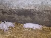 Donuzlar (partiya, cinsi göstərilməyib), Donuzlar — foto 6