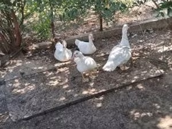 Ducks