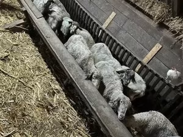 Овца, Бараны