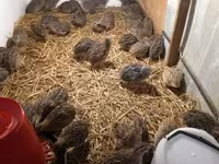 Quails — photo 1
