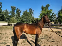Horse (M), Akhal-Teke — photo 2