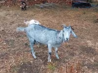 Ziege, Nubian Goat — Foto 7