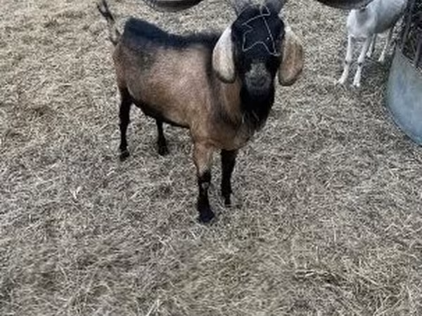 Bode, Nubian Goat — Hungria