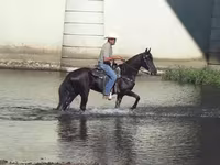 Kobyła, Tennessee Walking Horse — zdjęcie 6