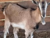 Koza, West African dwarf goats — fotografija 2