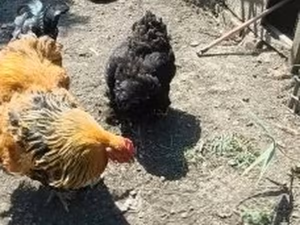 Brahma