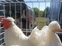 Chickens — fotografija 1