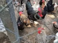 Chickens — zdjęcie 4