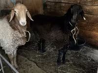 Widder, Rhon sheep — Foto 7