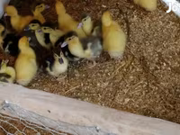 Ducks — fotografija 1