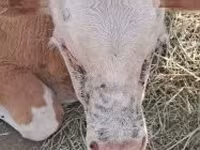 Goveda (partija, pol nije naveden), Simmental cattle — fotografija 1