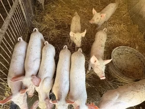 Suínos (lote, sexo não especificado),  — Hungria
