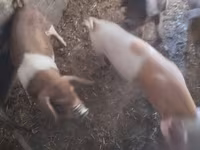 Porcs (lot, sexe non indiqué) — photo 4