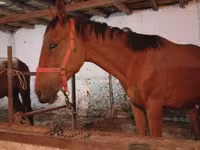 Pastuv, Manipuri pony — fotografija 3