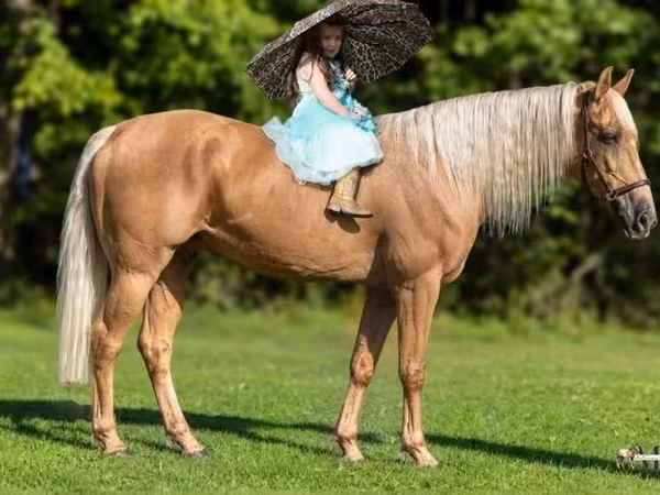 Pastuv, Palomino
