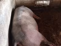 母猪, Pigs — 照片 2