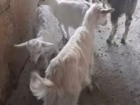 Goat, Saanen goat — photo 5