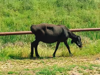 Ovelha, Arashan sheep — foto 4