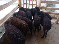 Sheep, Tajik sheep — photo 1