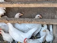 Chickens — fotografija 2