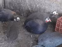 Guinea fowl — Foto 1