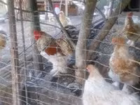 Brahma — foto 2