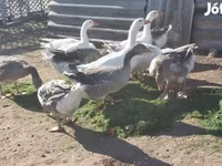 Geese — फ़ोटो 1