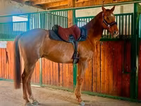Koń, Thoroughbred horse — zdjęcie 3