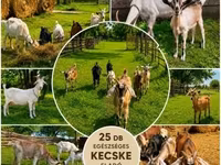 Keçi, Keçilər — foto 2